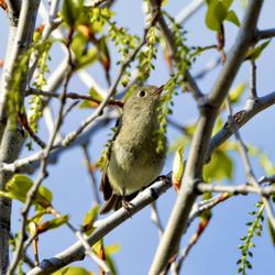 Lunch Tree Hill Loop Trail - Adorable, feisty Ruby Crowned Kinglet along the trail - they were all over the aspen grove portion!