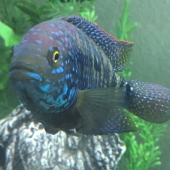 PetSmart - Jack Dempsey I got back in April now has all the colors of the rainbow. - Pet Stores Near Me - Fremont, California