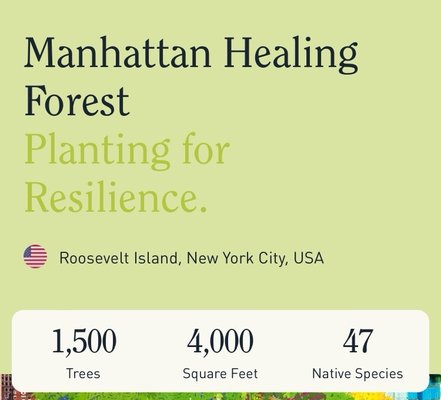 Manhattan Healing Forest by null