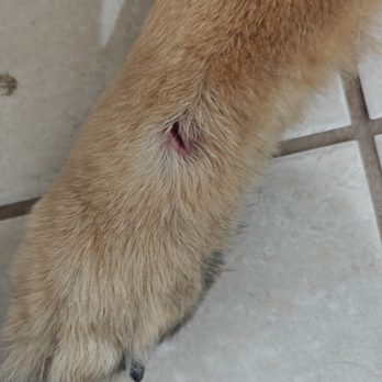 ASAP Vet: Veterinary Urgent Care - Poor injury :( - Emergency Pet Hospital Near Me - Austin, Texas ASAP Vet: Veterinary Urgent Care - Poor injury :( - Emergency Pet Hospital Near Me - Austin, Texas