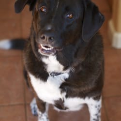 Wags and Wisdom - Lacey girl!