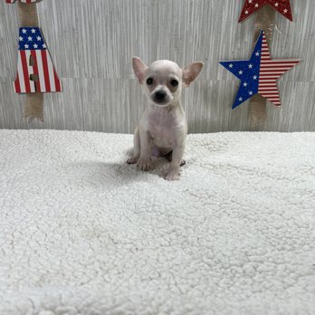 The Puppy Store Vineyard - chihuahua puppy - Pet Stores Near Me - Vineyard, Utah The Puppy Store Vineyard - chihuahua puppy - Pet Stores Near Me - Vineyard, Utah