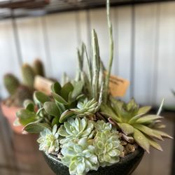 Patti Ann's Flowers - Succulent Garden