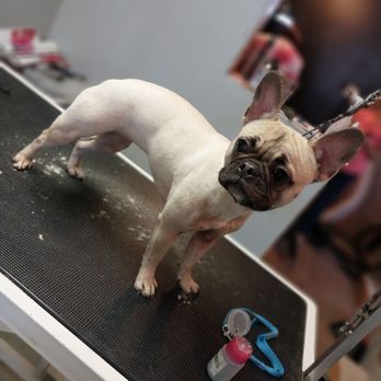 Bark 'N' Park - Pet Groomers Near Me - Dixon, Missouri Bark 'N' Park - Pet Groomers Near Me - Dixon, Missouri