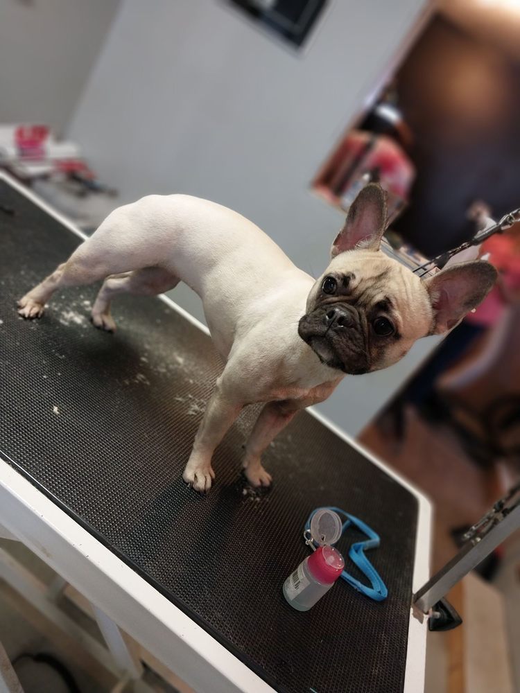 BARK ‘N’ PARK Updated October 2024 Request an Appointment 37