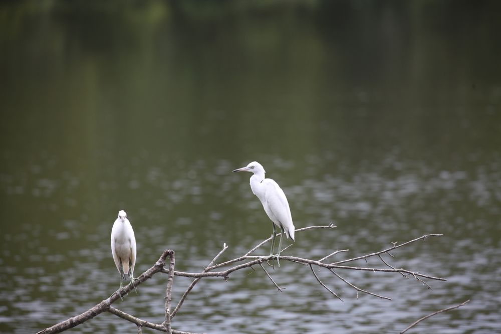 Beyond the Bayou Tours