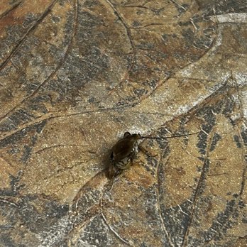 Venture Resorts - Cockroach on counter in kitchen. - Vacation Rentals Near Me - Gatlinburg, Tennessee Venture Resorts - Cockroach on counter in kitchen. - Vacation Rentals Near Me - Gatlinburg, Tennessee