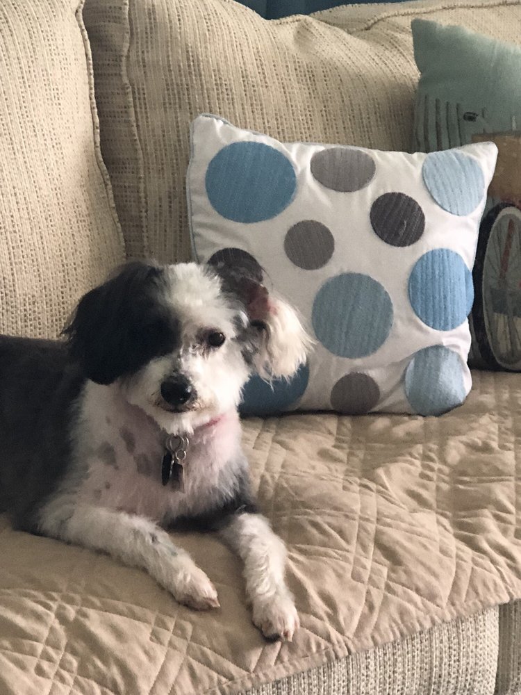 FANCY PAWS DOG GROOMING 14 Reviews Pet Groomers 5893 53rd Ave E