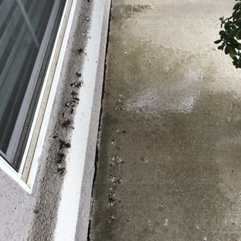 Ruffled Feathers Bird Control - Pest Control Near Me - Sacramento, California