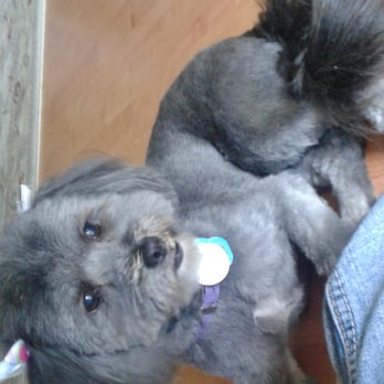 Shampooch Pet Styles - Sorry for potato quality photo, my dog doesn't sit still. My shih-tzus amazing haircut. Thanks Brittany! - Pet Groomers Near Me - Temecula, California Shampooch Pet Styles - Sorry for potato quality photo, my dog doesn't sit still. My shih-tzus amazing haircut. Thanks Brittany! - Pet Groomers Near Me - Temecula, California
