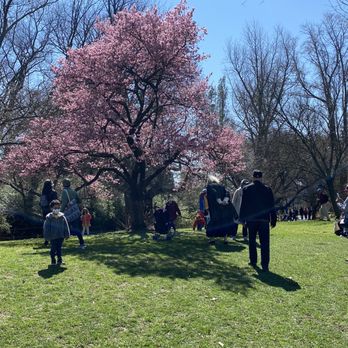 Brooklyn Botanic Garden - The only surviving Japanese blossom tree - Botanical Gardens Near Me - Brooklyn, New York