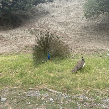 Olympic Game Farm - Zoos Near Me - Sequim, Washington