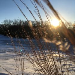 Pierson Garden and Landscape