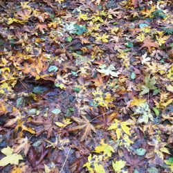 Rocky Creek Conservation Area - They have seasons here!
