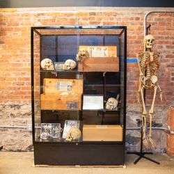 The Bone Museum - The Bone Museum Bone Box Display