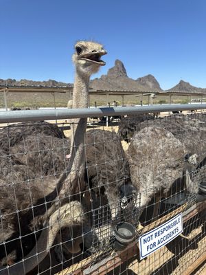 Rooster Cogburn Ostrich Ranch by null