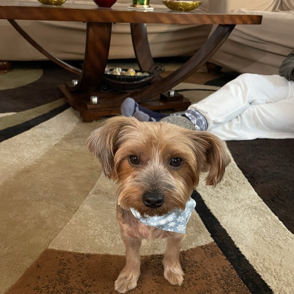 GoldenDog Grooming - Pet Groomers Near Me - Spring Valley, California