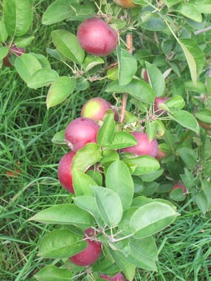 Microbrasserie de l'Île d’Orléans - Pub le Mitan by null