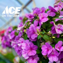 Ace On The Lake - Ace On The Lake's 2021 Greenhouse is OPEN!