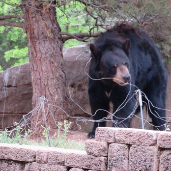 Cameron Park Zoo - bear scratching - Zoos Near Me - Waco, Texas Cameron Park Zoo - bear scratching - Zoos Near Me - Waco, Texas