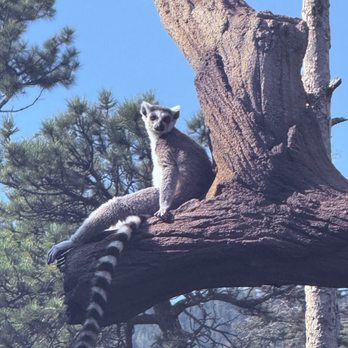 Cheyenne Mountain Zoo - Lemur - Zoos Near Me - Colorado Springs, Colorado Cheyenne Mountain Zoo - Lemur - Zoos Near Me - Colorado Springs, Colorado