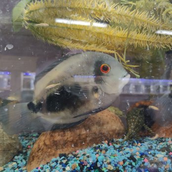Go Fish - Pet Stores Near Me - Rosedale, Maryland