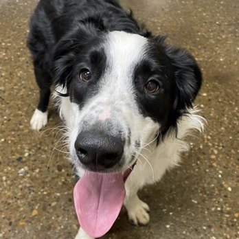 Hounds Town - Pet Boarding Near Me - Pittsburgh, Pennsylvania