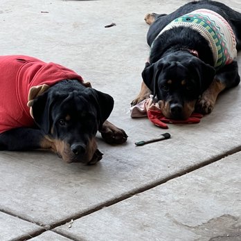 The German Paw - Pet Training Near Me