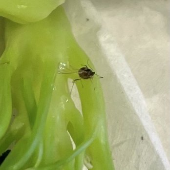 Chili's - Bug in broccoli - American Near Me - La Verne, California Chili's - Bug in broccoli - American Near Me - La Verne, California