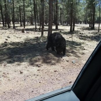 Bearizona - Zoos Near Me - Williams, Arizona Bearizona - Zoos Near Me - Williams, Arizona