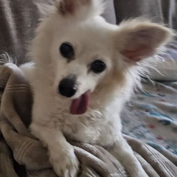 Arizona Small Dog Rescue - Came with the name Popcicle, and we renamed him Niko. - Animal Shelters Near Me - Tempe, Arizona