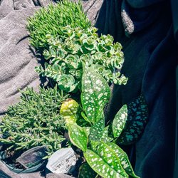Bay State Perennial Farm