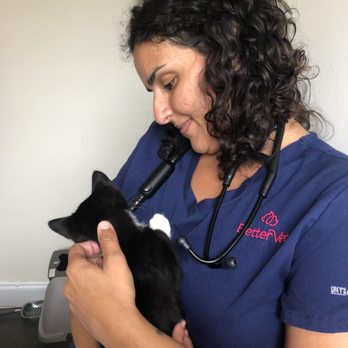 BetterVet - Pittsburgh - Kitten cuddles - Veterinarians Near Me BetterVet - Pittsburgh - Kitten cuddles - Veterinarians Near Me