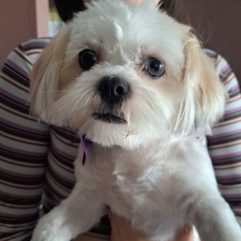 Furr Paradise Hemet - After - Pet Groomers Near Me - Hemet, California