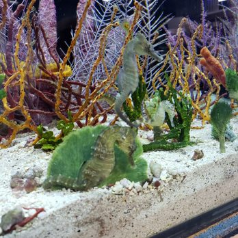 Gerber's Tropical Fish - These seahorses are so calming to watch! - Local Fish Stores Near Me - Dayton, Ohio Gerber's Tropical Fish - These seahorses are so calming to watch! - Local Fish Stores Near Me - Dayton, Ohio