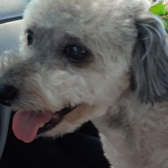 Happy Pet Grooming - Pet Groomers Near Me - Anaheim, California