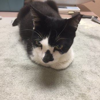 Noah's Ark Veterinary Practice - The diva herself, everyone. Meet Oreo. - Veterinarians Near Me - Brooklyn, New York Noah's Ark Veterinary Practice - The diva herself, everyone. Meet Oreo. - Veterinarians Near Me - Brooklyn, New York