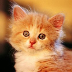 Arena RV Park - Cute kitty