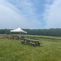 Coppal House Farm - Sunflower field