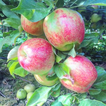Willow View Farms - Farmers Market Near Me - Abbotsford, British Columbia Willow View Farms - Farmers Market Near Me - Abbotsford, British Columbia