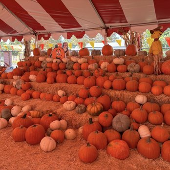 Pasadena Pumpkin Patch - Pumpkins perfect for picture taking - Pumpkin Patches Near Me - Pasadena, California