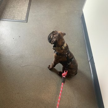Valhalla Animal Hospital - Atlas at his first appointment - Veterinarians Near Me - Valhalla, New York