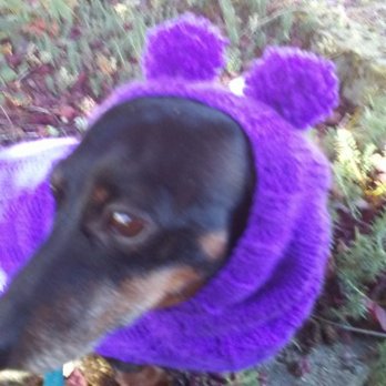 Veneta Veterinary Hospital - Princess, upset at me for making her model the custom made sweater & snood! Dr Srch-Thaden took such good care of her during her last dental - Veterinarians Near Me - Veneta, Oregon