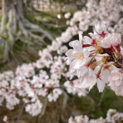 Himeji Castle by null
