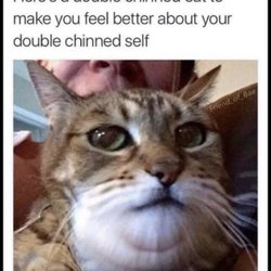 Walgreens - My cat