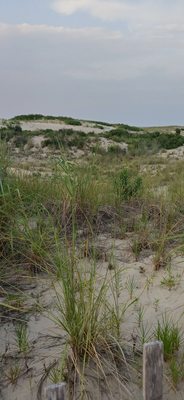 Cape Henlopen State Park by null