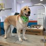 Photo of Pawsitively Clean Dogs