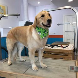 Pawsitively Clean Dogs