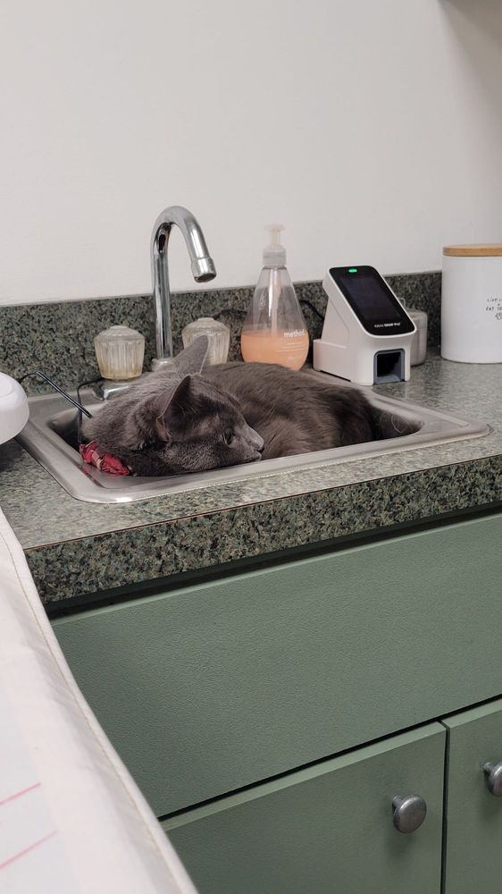 APPLE TREE ANIMAL HOSPITAL Updated October 2024 662 Maple St, Contoocook, New Hampshire