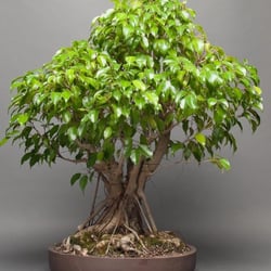 Adam's Art & Bonsai Studio Nursery